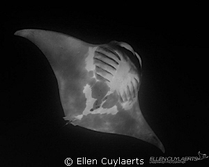 Manta rolling during the yearly whale shark feeding aggre... by Ellen Cuylaerts 